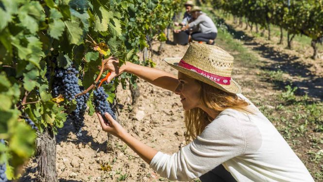 Grape Harvest Festival