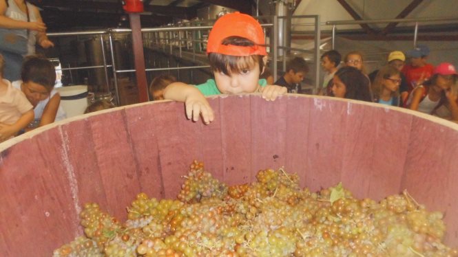 Grape Harvest Festival