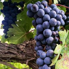Excursión al Priorat