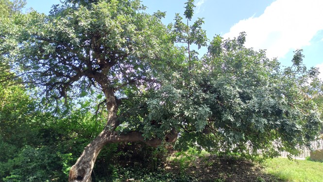 Carob trees. Botanical trail through Barcelona
