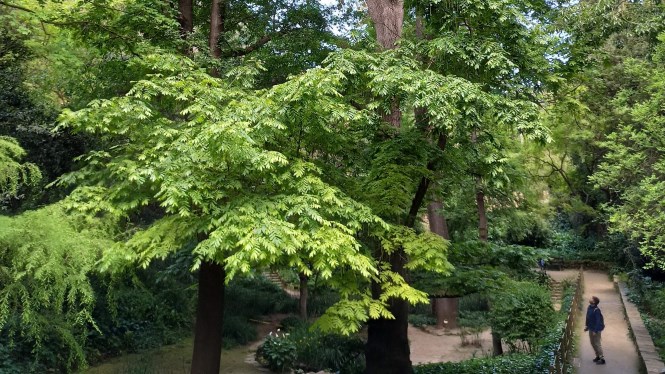 Gigantes. Ruta Botánica Barcelona
