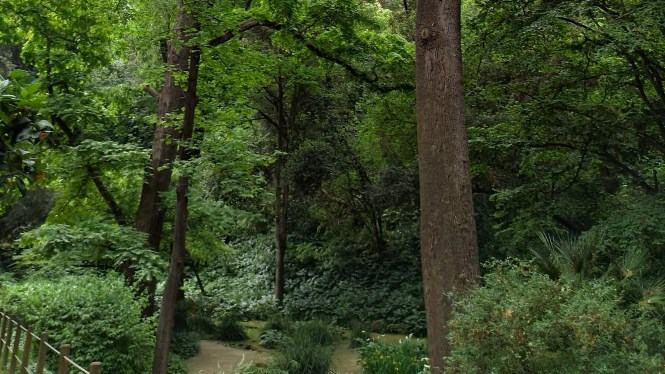 Gigantes. Ruta Botánica Barcelona