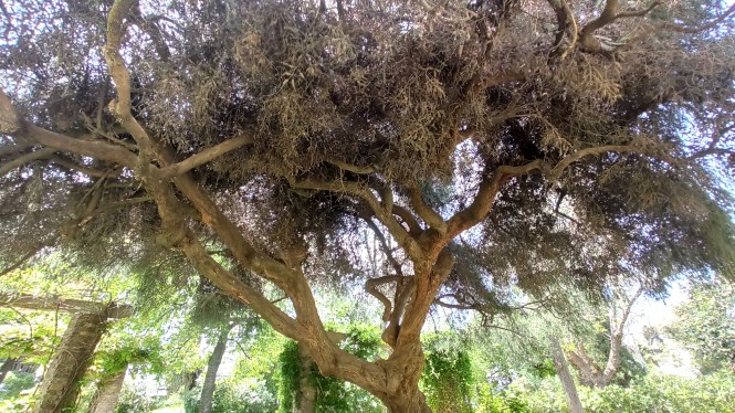 Arbre à thé. Route Botanique Barcelone 