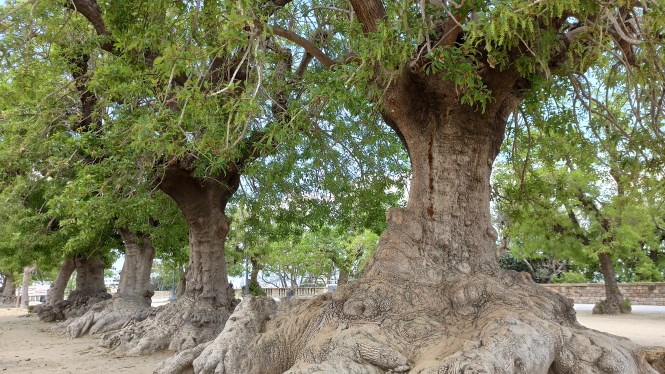 Ombu. Botanical trail through Barcelona