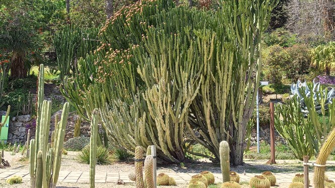 Candelabra tree. Botanical trail through Barcelona