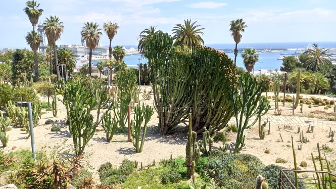 Candelabra tree. Botanical trail through Barcelona