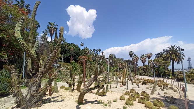Alluaudia ascendens from Madagascar. Botanical trail through Barcelona