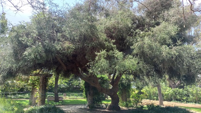 Botanical trail through Barcelona's Parc de Montjuïc 