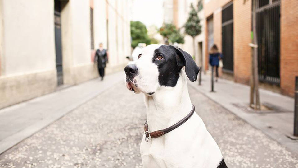 Barcelona pet friendly