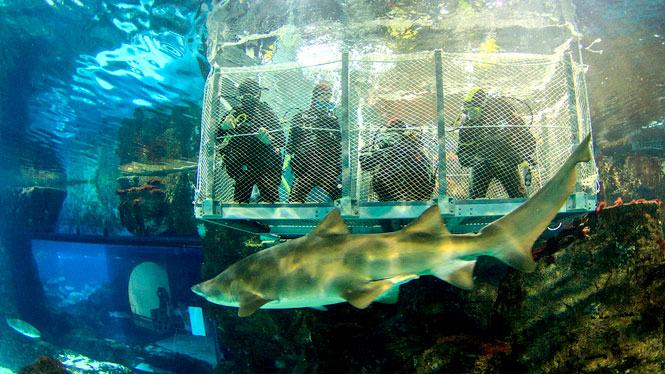 Sumérgete entre tiburones
