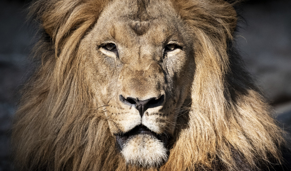 Lion at the Barcelona Zoo