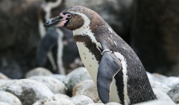 Penguins at the Barcelona zoo
