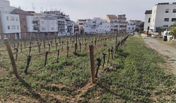 urban vineyards of Sitges