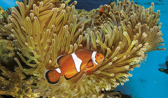 Peixos tropicals Aquàrium de Barcelona