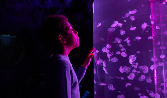 Tropical fish Barcelona Aquarium