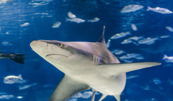 Un tauró dins l'Aquarium de Barcelona