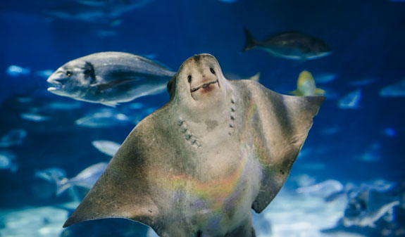Familia passejant dins Aquàrium de Barcelona