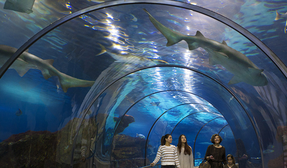 Una família passejant dins d'un túnel trasparent on hi ha taurons a l'Aquarium de Barcelona