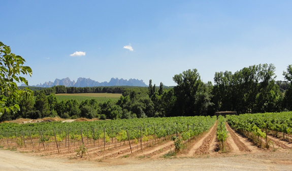 vignoble avec la montagne de Montserrat en arrière-plan
