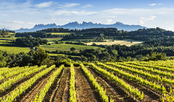 vineyards and Montserrat in the background