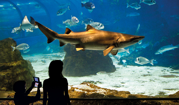 Noia mirant un tauró a l'Aquàrium de Barcelona