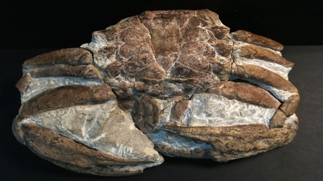 Museu Geològic del Seminari de Barcelona